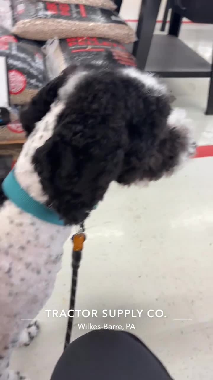 Bernedoodle dogs for sale: Lilo  - Video 3