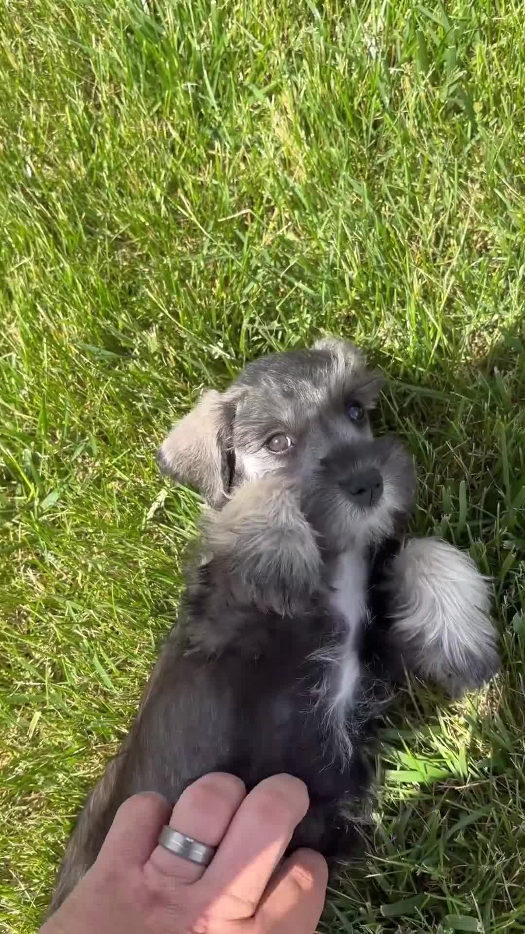 Miniature Schnauzer dogs for sale: Susie - Video 1