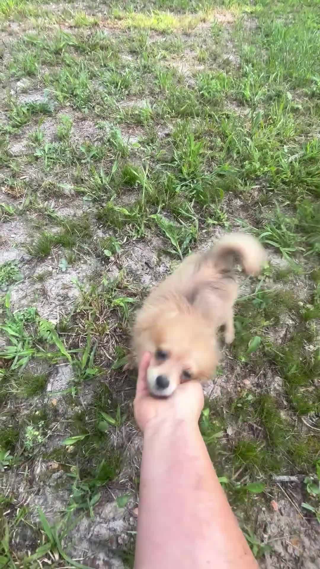 Pomeranian dogs for sale: Rosie  - Video 1
