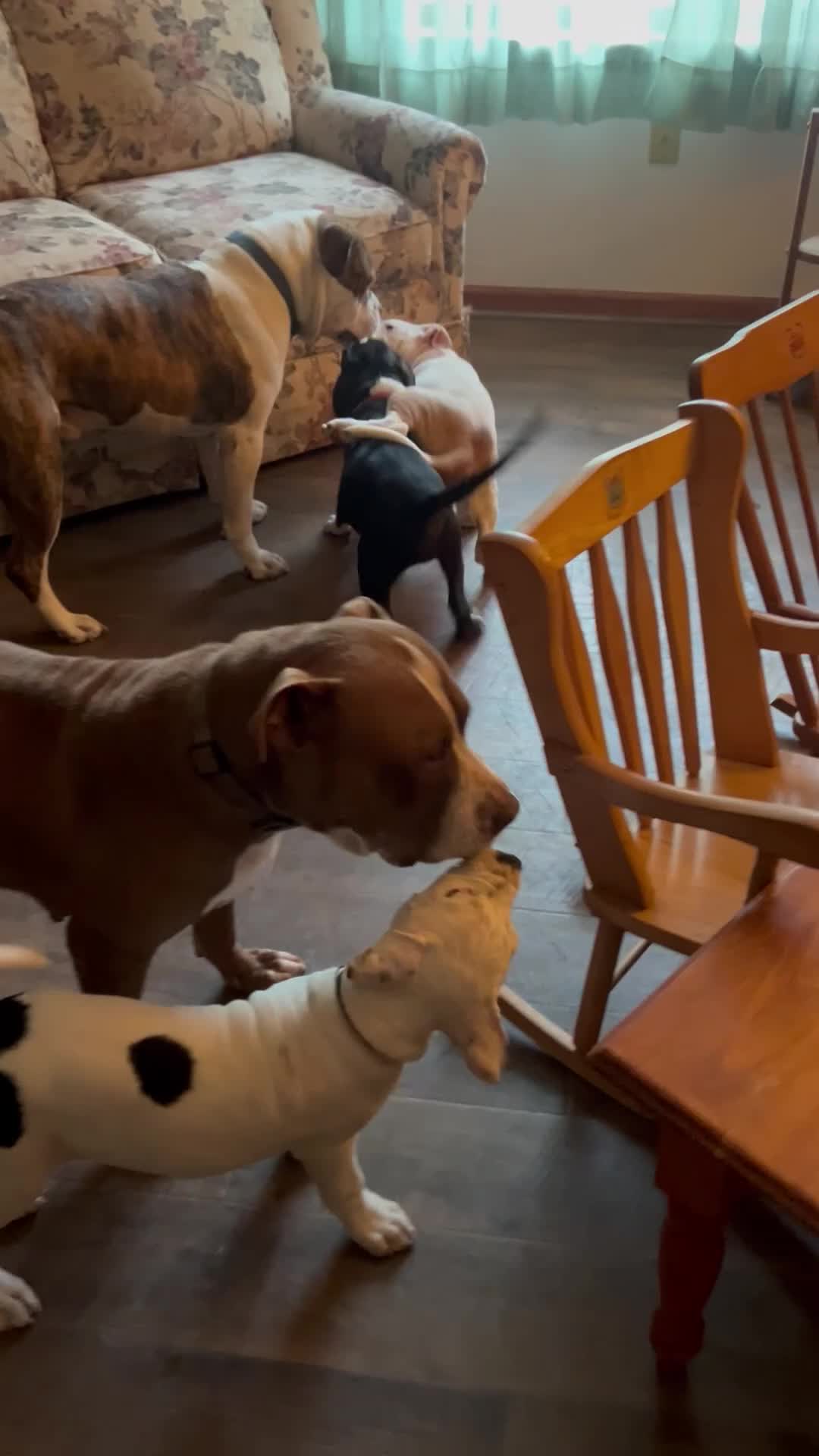 American Pit Bull Terrier dogs for sale: Gatti - Video 1
