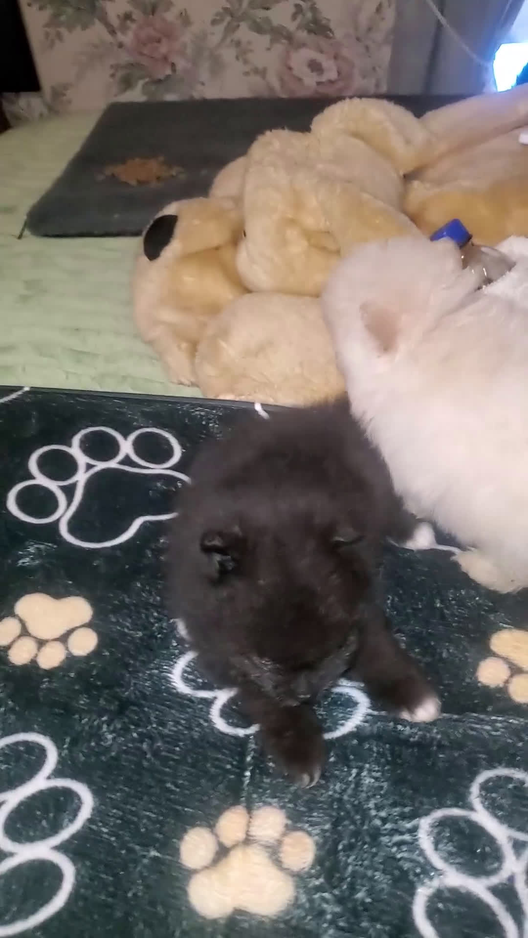 Pomeranian dogs for sale: Butterball  - Video 1