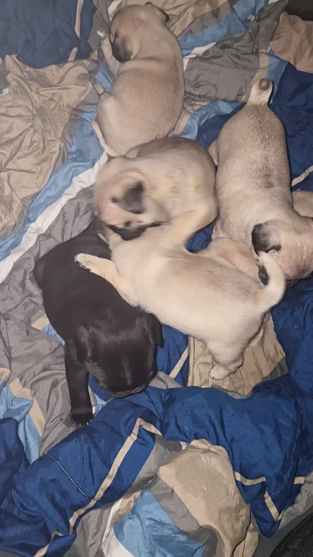 Pug dogs for sale: Purple - Video 1