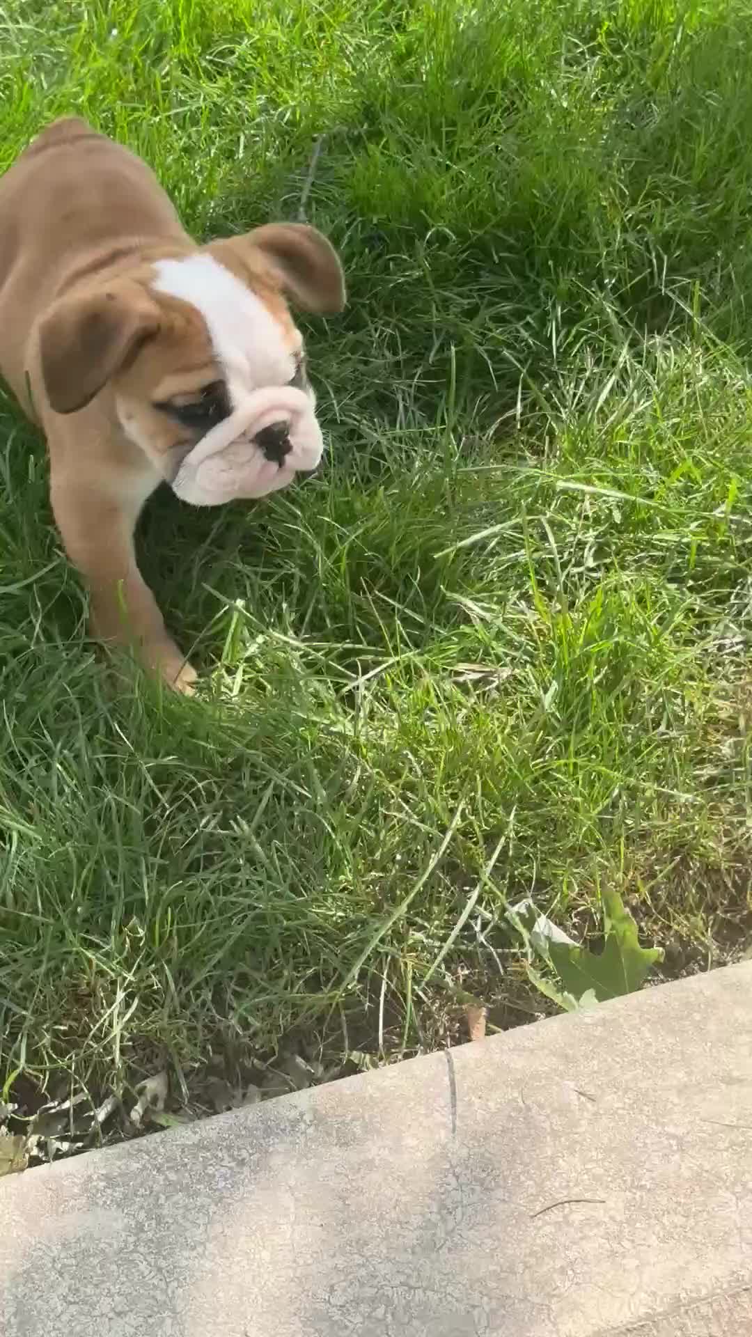 English Bulldog dogs for sale: Lily - Video 1