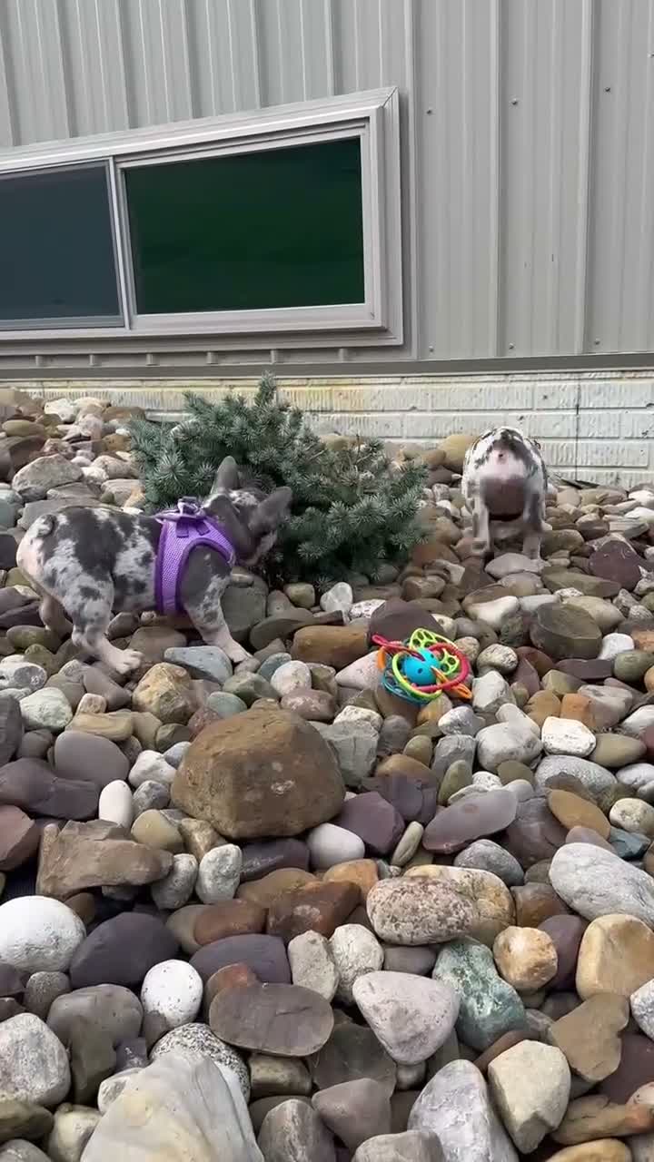 French Bulldog dogs for sale: Velvet - Video 1