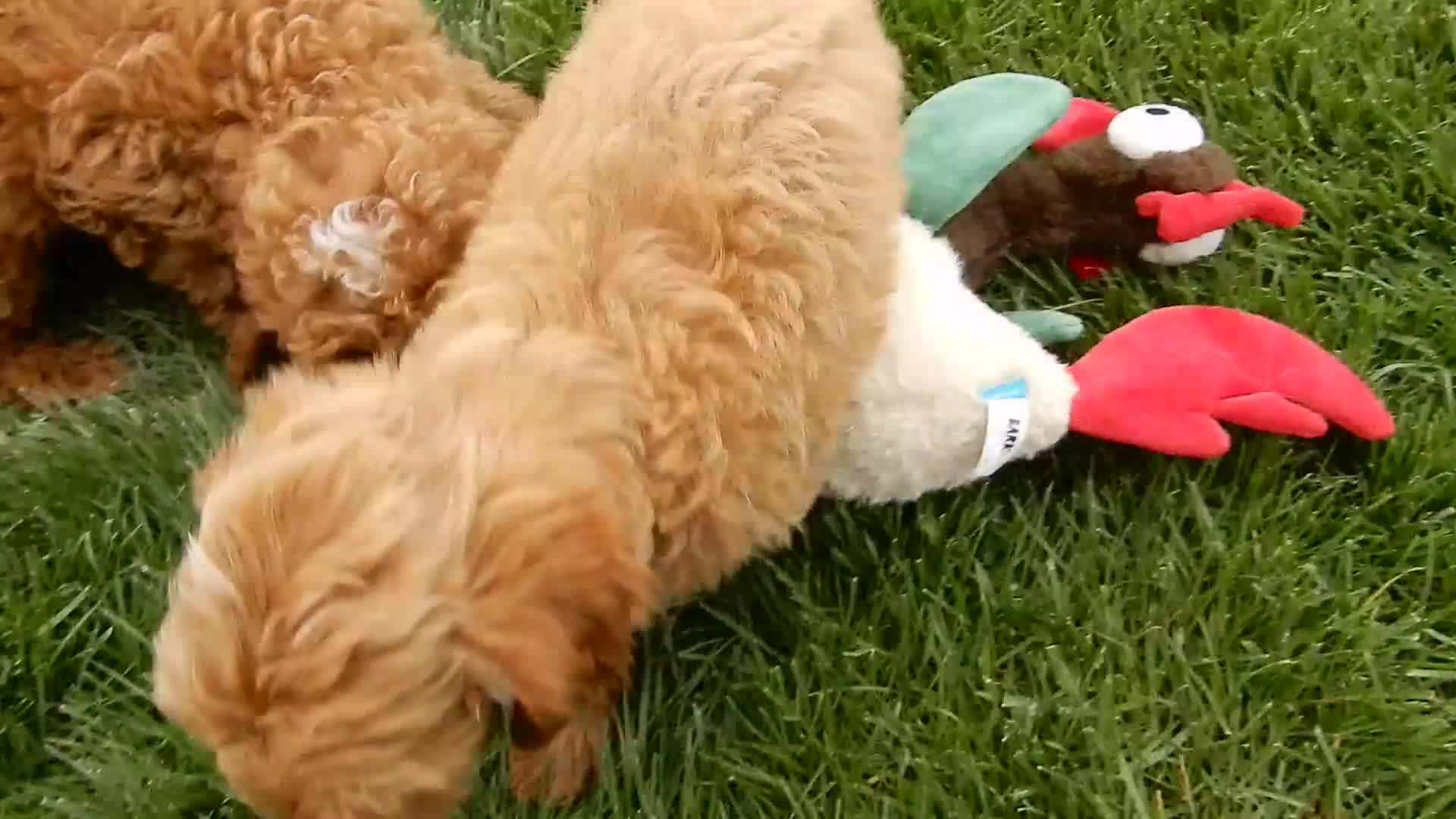 Cavapoo dogs for sale: Harley - Video 1