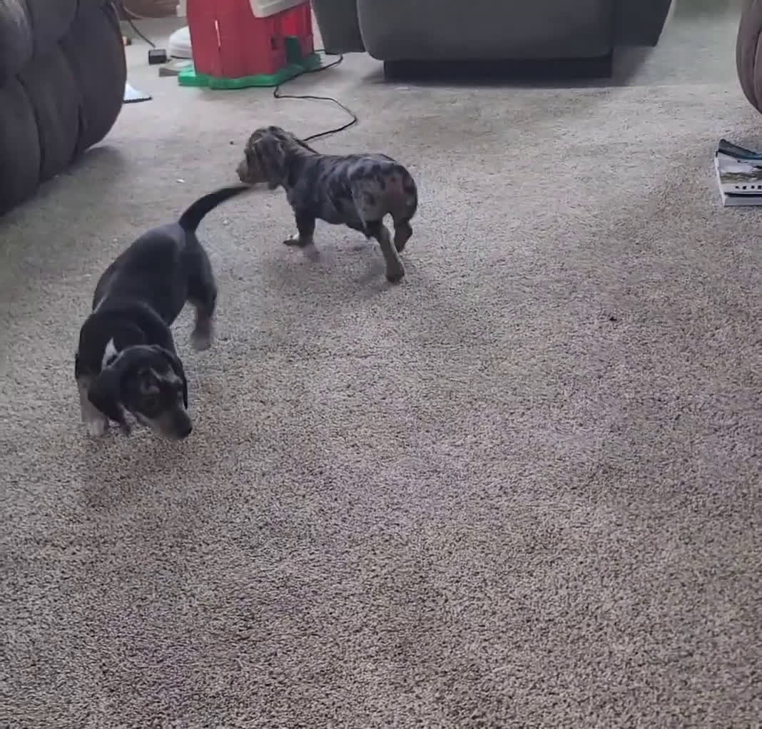 Miniature Dachshund dogs for sale: Flora - Video 1