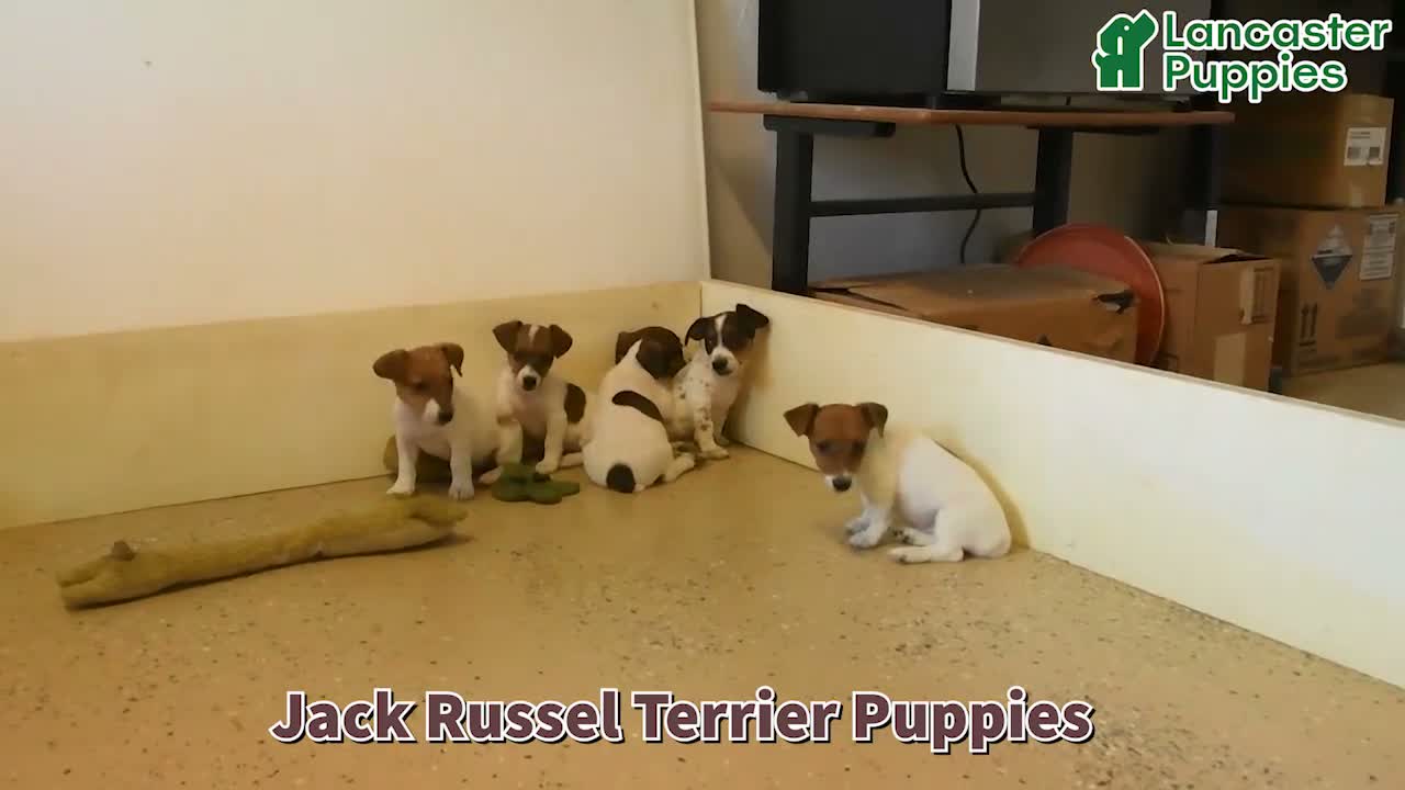 Jack Russell Terrier dogs for sale: Lenny - Video 1