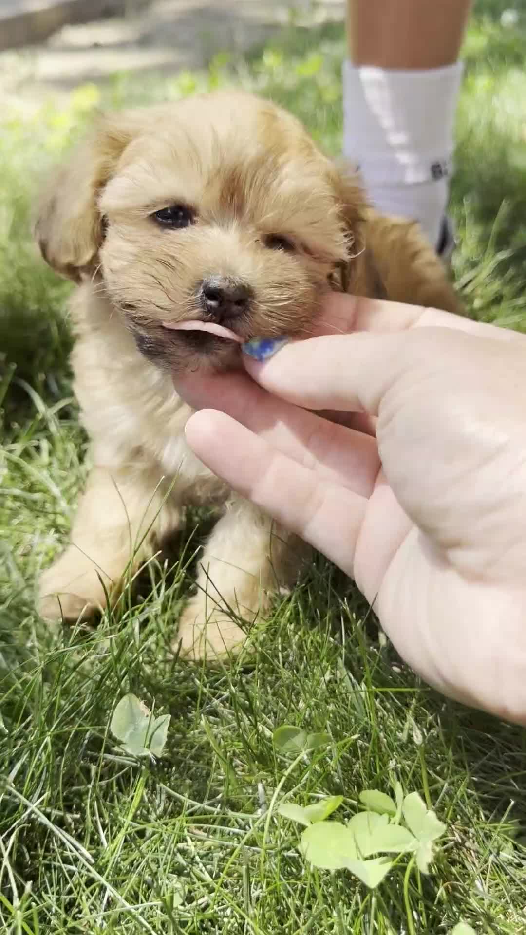 Mixed Breed dogs for sale: Marie - Video 1