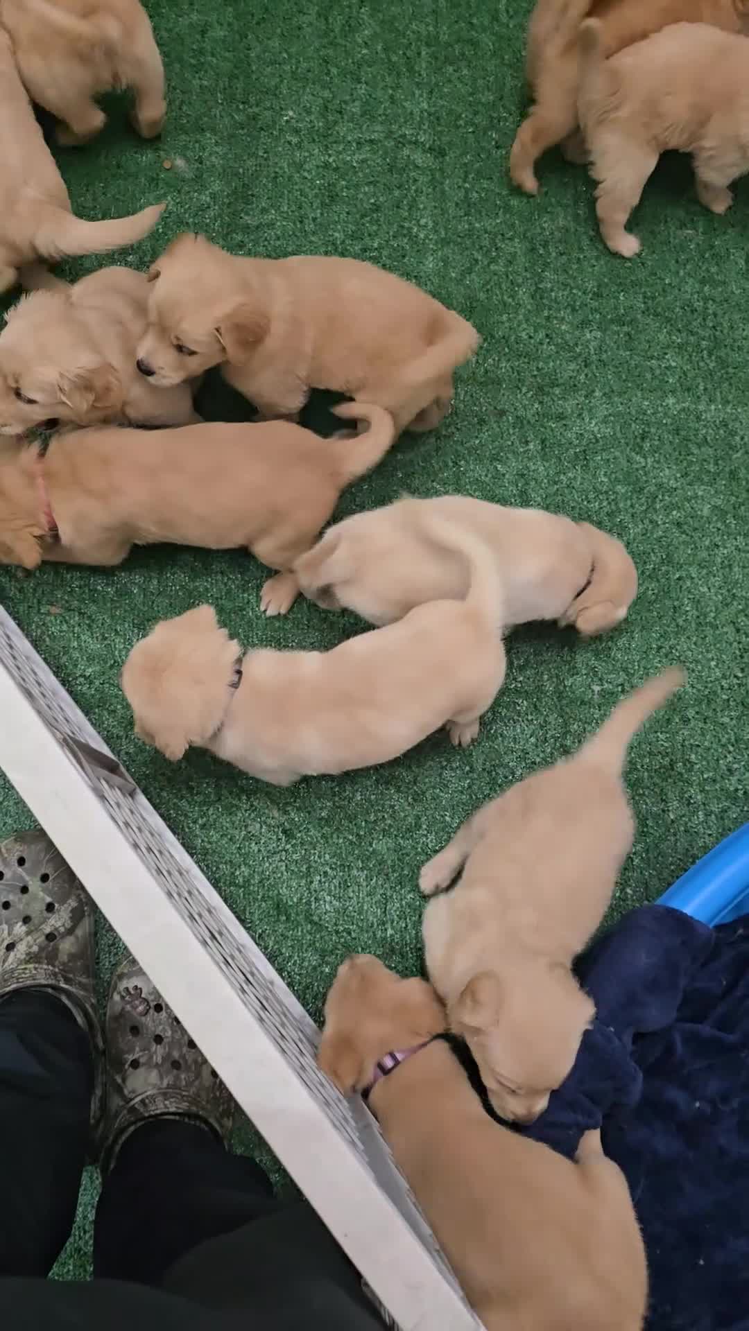Goldendoodle dogs for sale: Goldendoodle Puppy 11 - Video 1