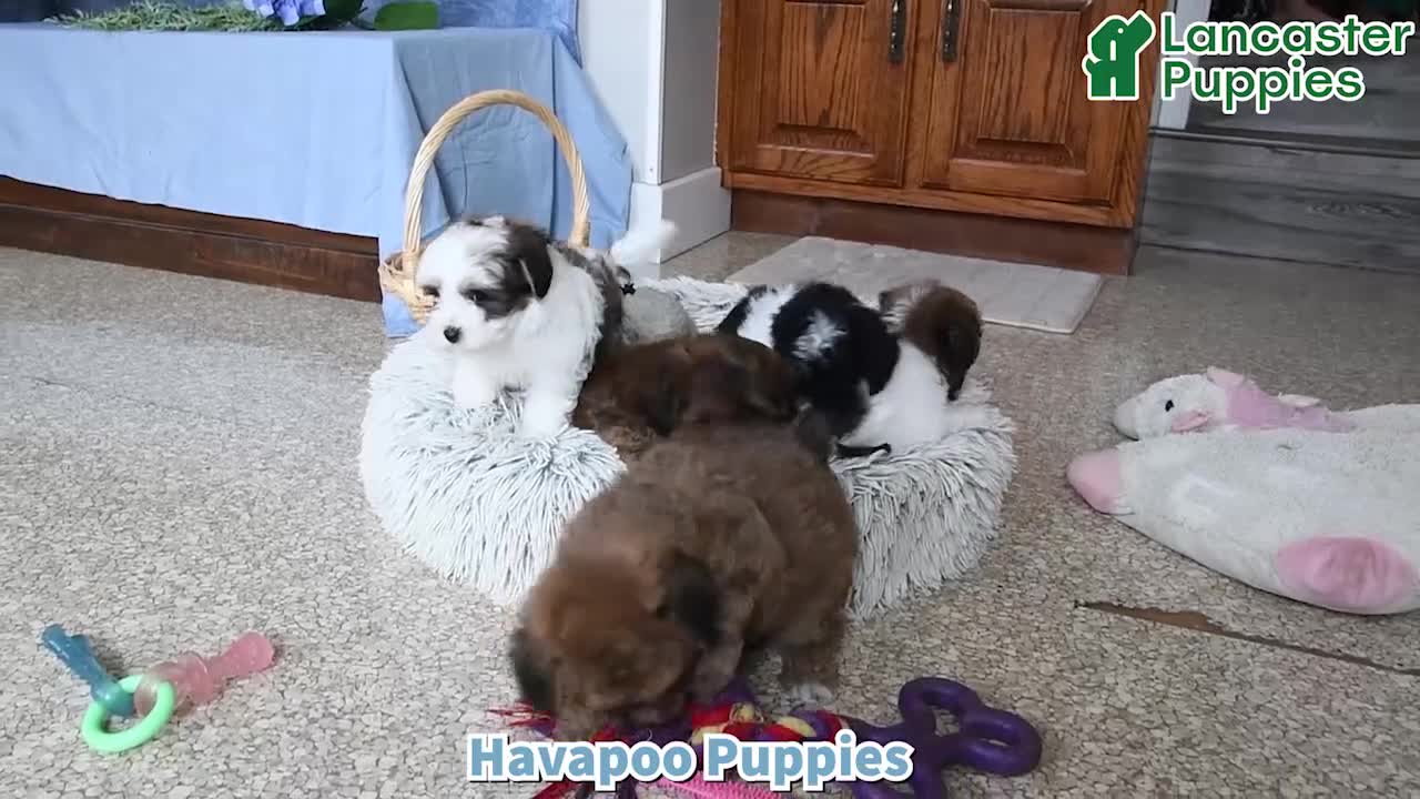 Havapoo dogs for sale: Candy Cane - Video 1