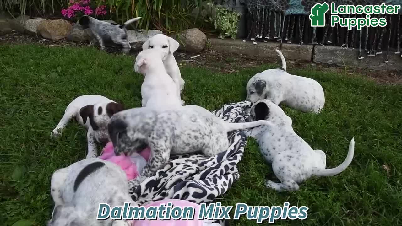Mixed Breed dogs for sale: Cotton - Video 1
