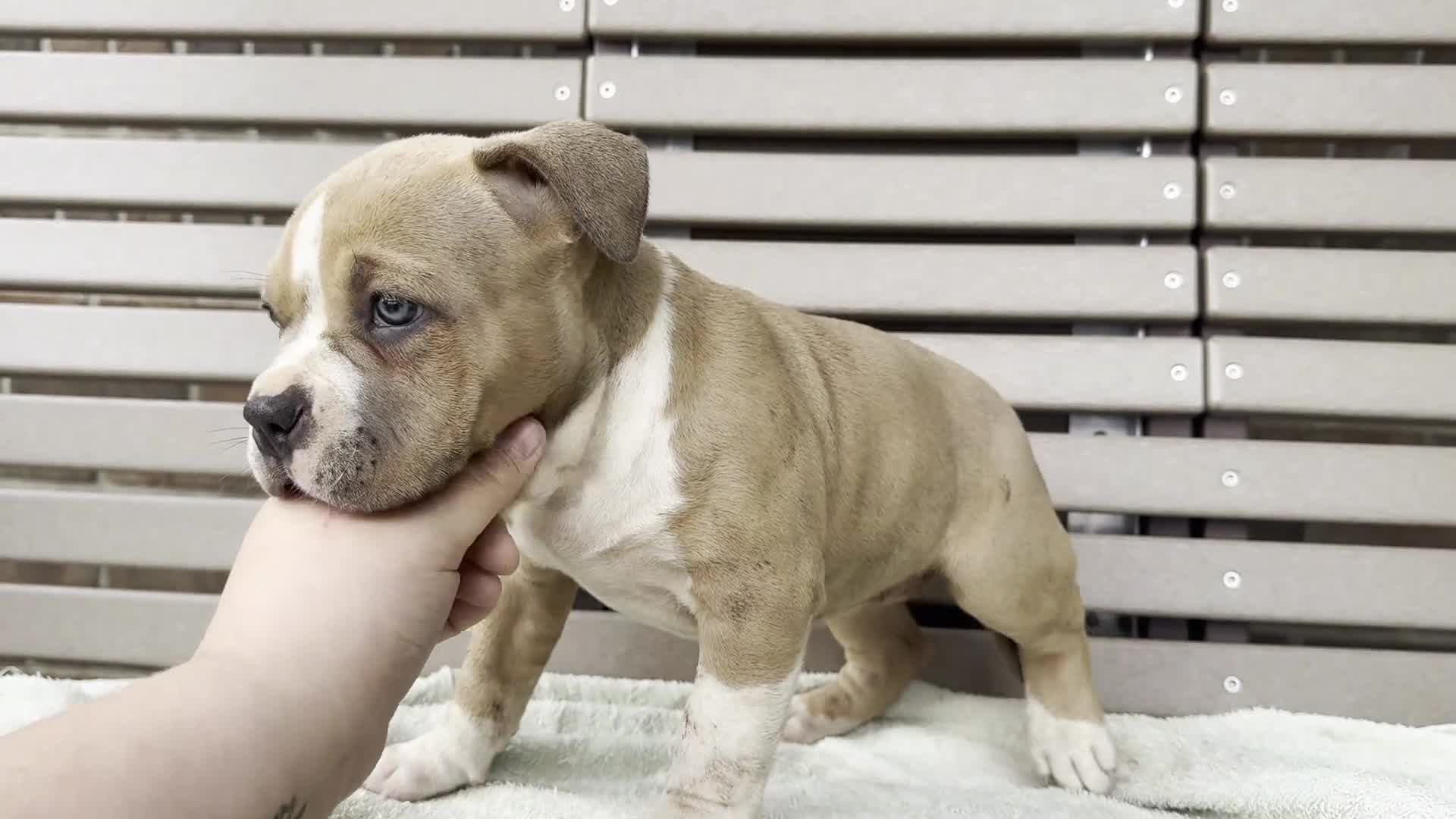 American Bully dogs for sale: Faye - Video 1