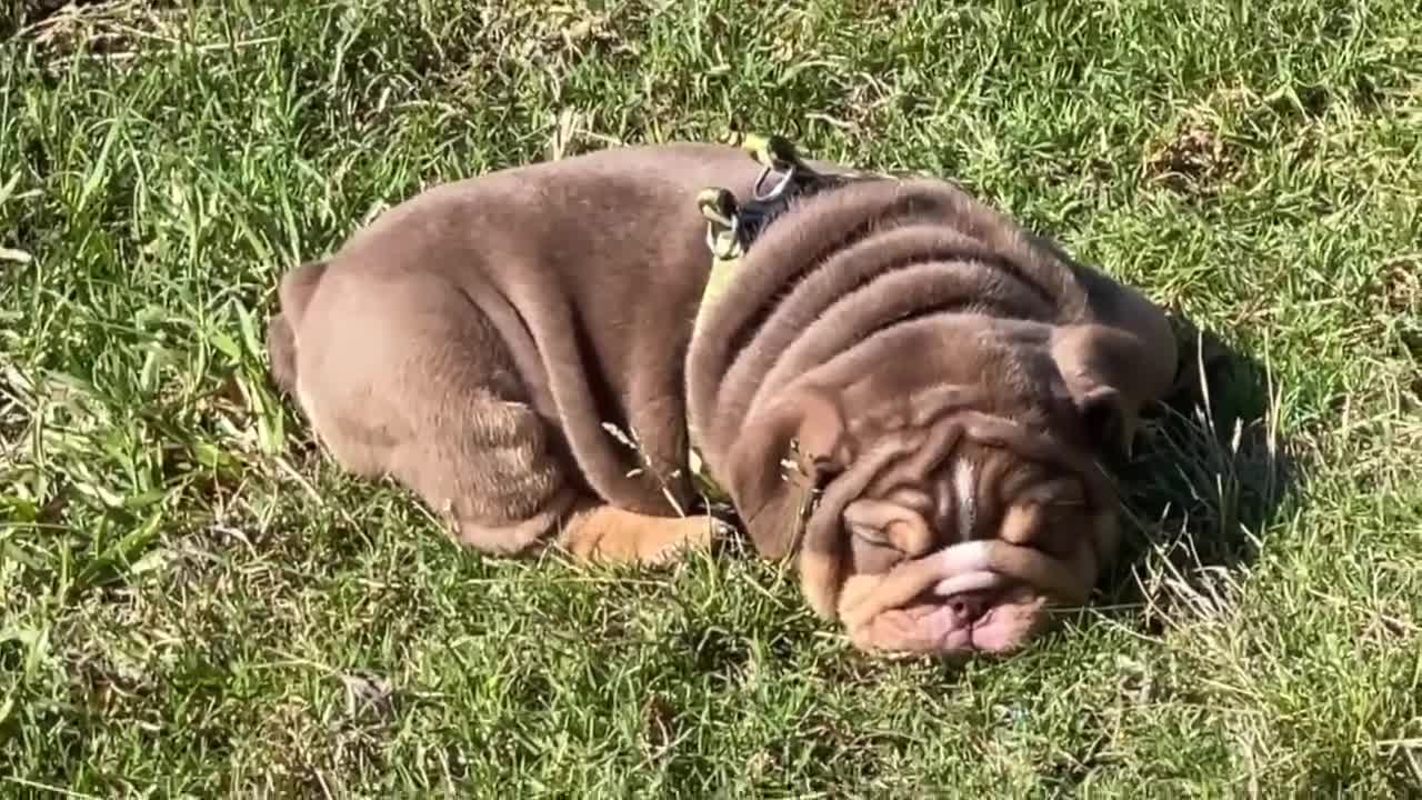 English Bulldog dogs for sale: English Bulldog Puppy  - Video 3