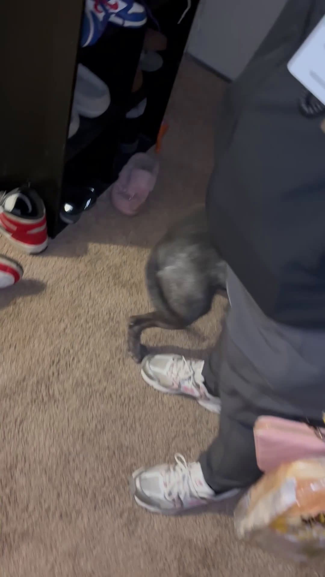 American Bully dogs for sale: American Bully Puppy 1 - Video 2