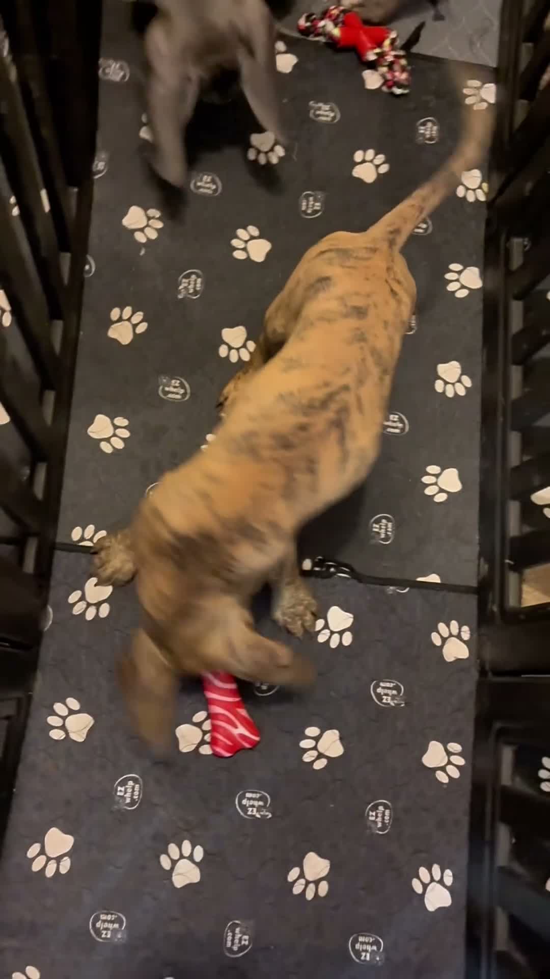 Great Dane dogs for sale: Wenny - Video 1