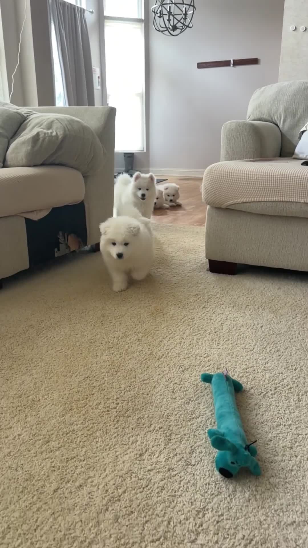 Samoyed dogs for sale: Samoyed Puppy 4 - Video 1