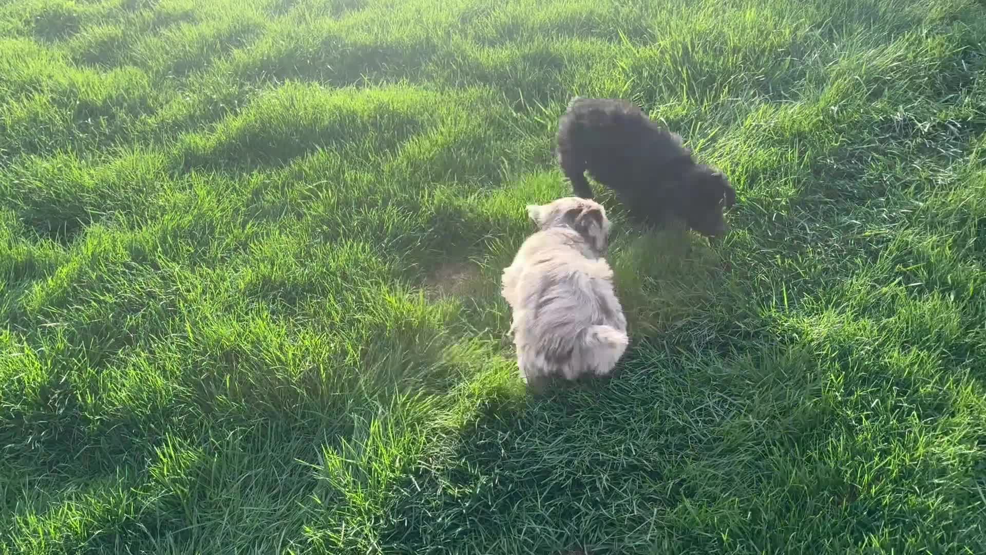 Aussiedoodle dogs for sale: Buttercup - Video 1