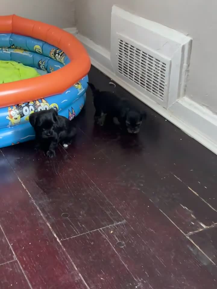 Mixed Breed dogs for sale: Bubbles - Video 2