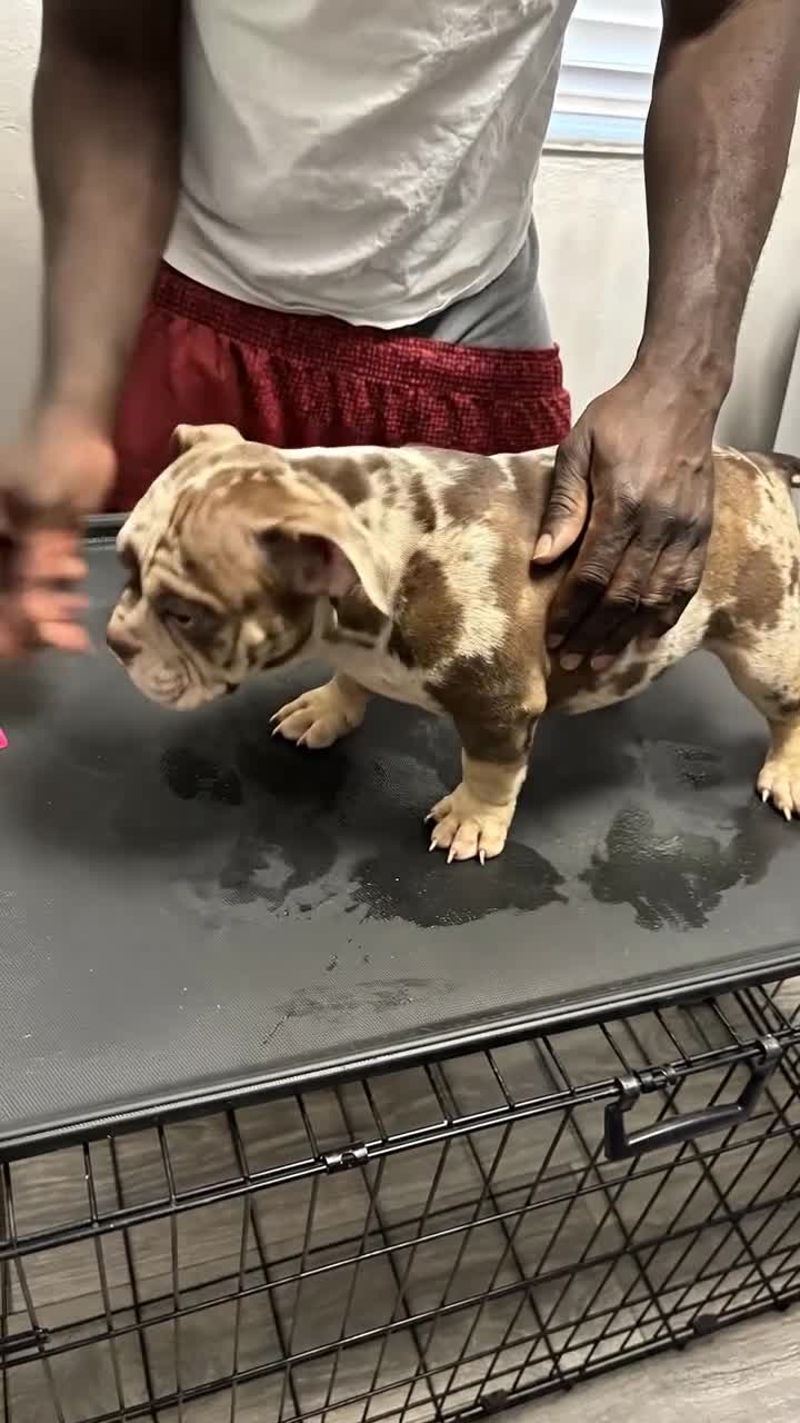 American Bully dogs for sale: American Bully Puppy 1 - Video 3