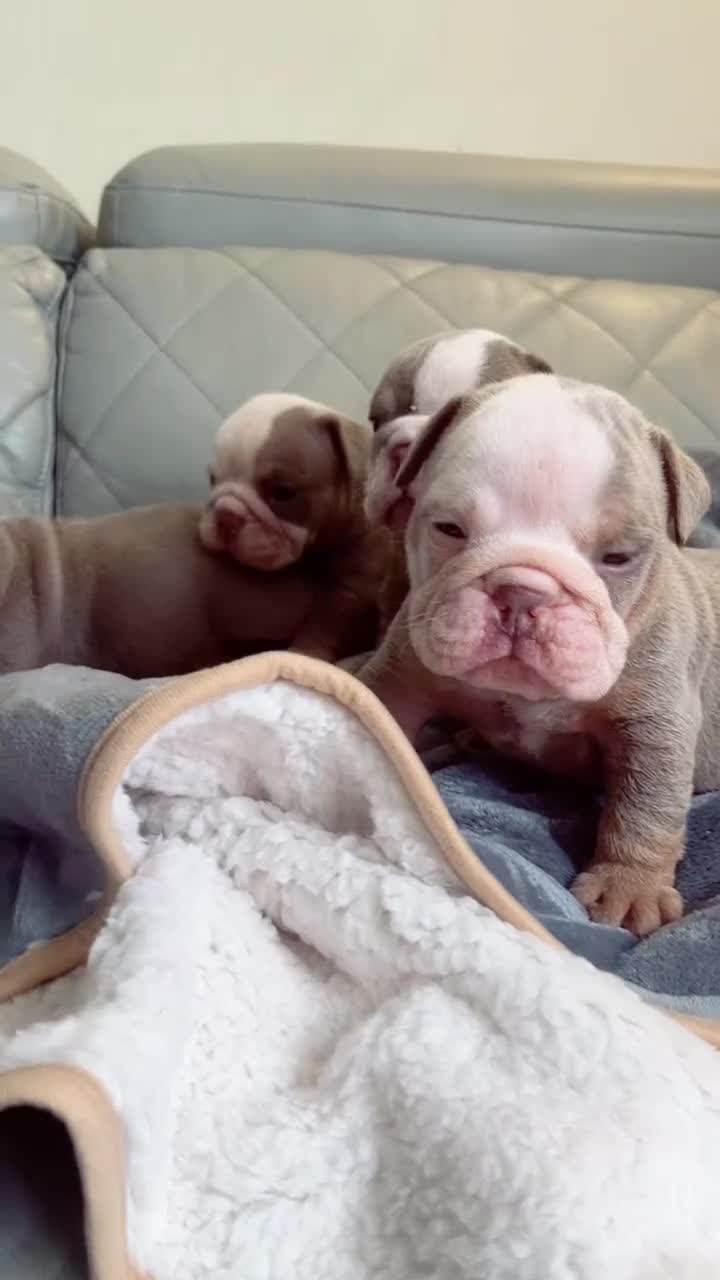 English Bulldog dogs for sale: English Bulldog 5 - Video 1
