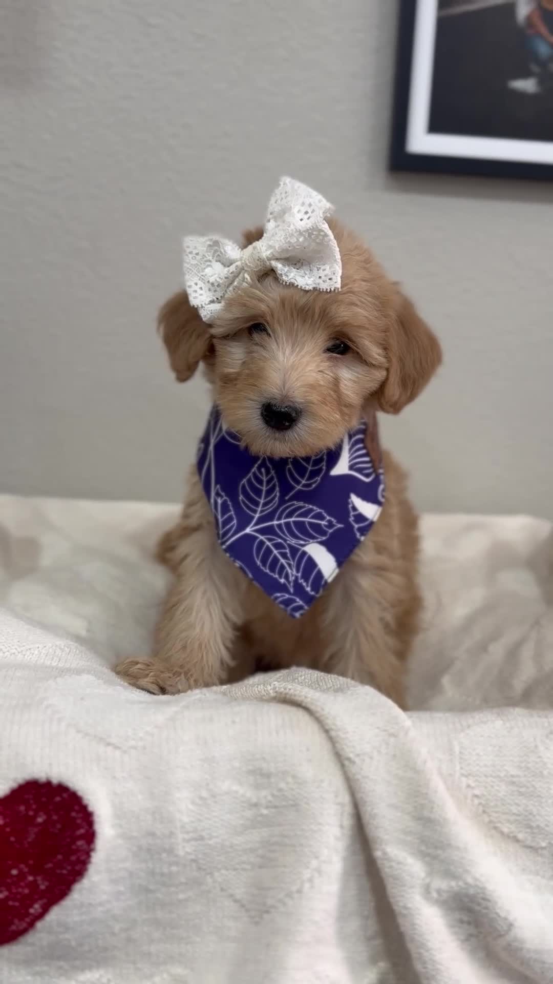 Mini Bernedoodle dogs for sale: Mini Bernedoodle Chai-Purple Collar - Video 1