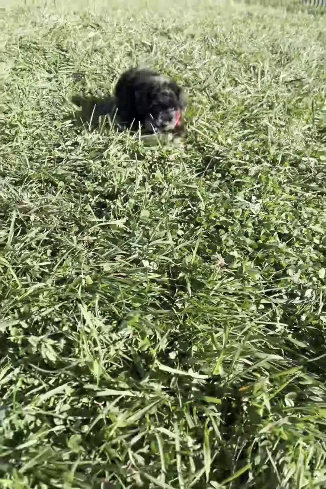 Toy Poodle dogs for sale: Flashy  - Video 1