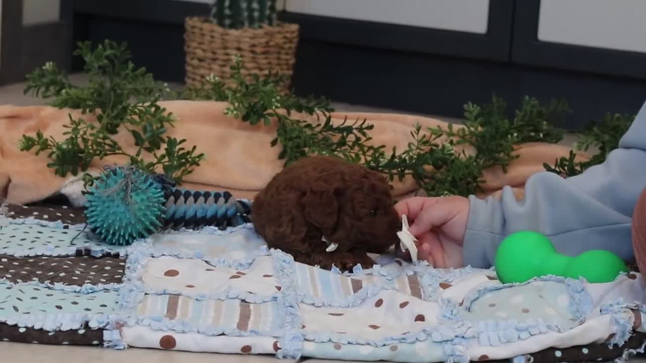 Cavapoo dogs for sale: Anson - Video 1