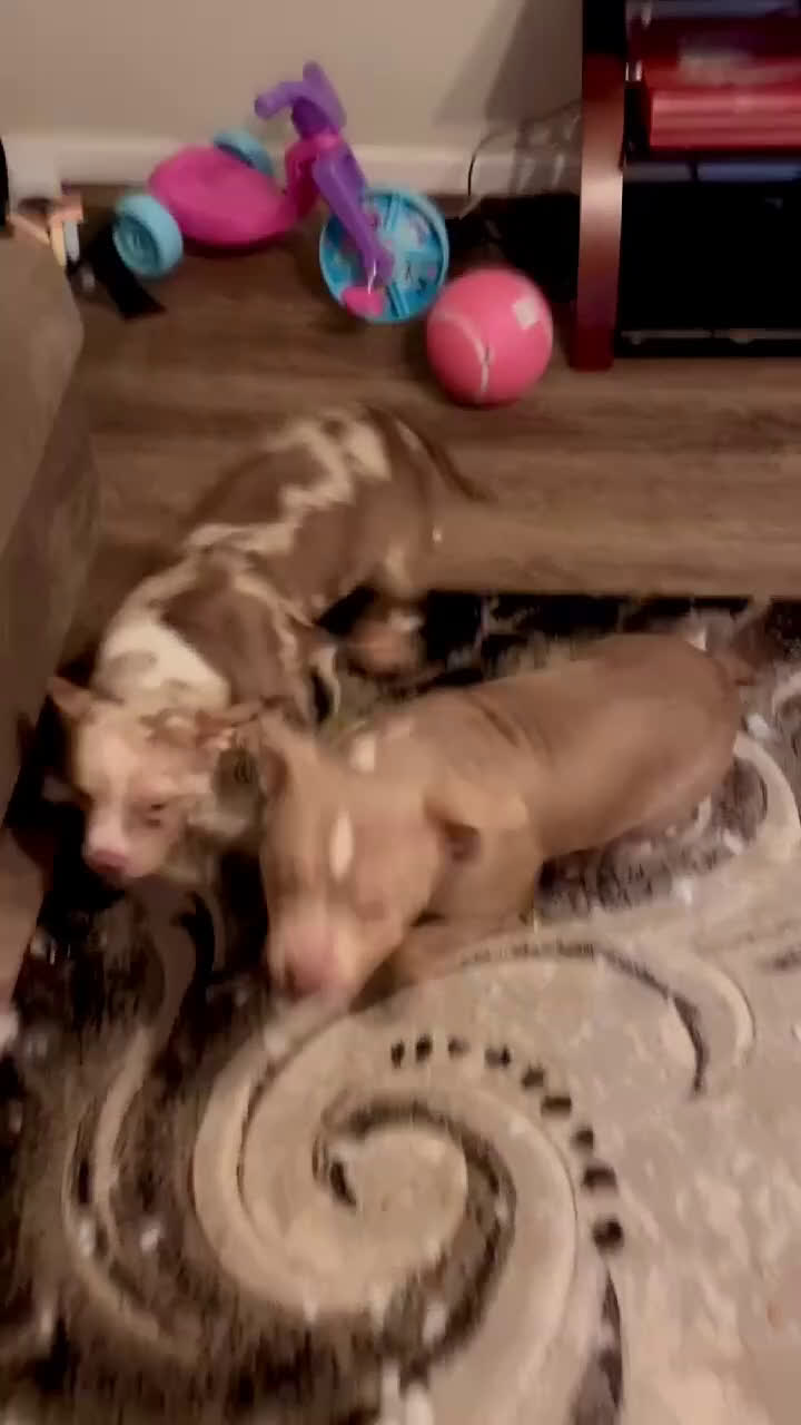 American Bulldog dogs for sale: American Bulldog Puppy 3 - Video 2