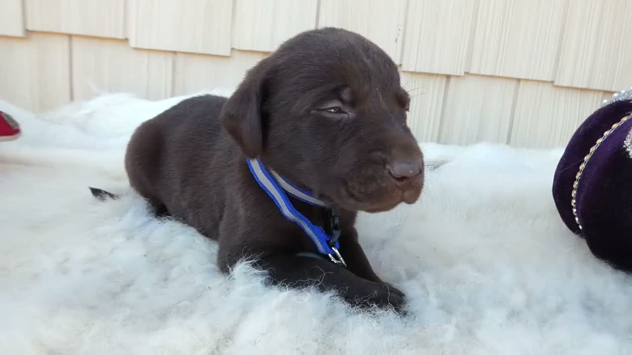 Labrador Retriever dogs for sale: Labrador Retriever 10 Wexford - Video 1