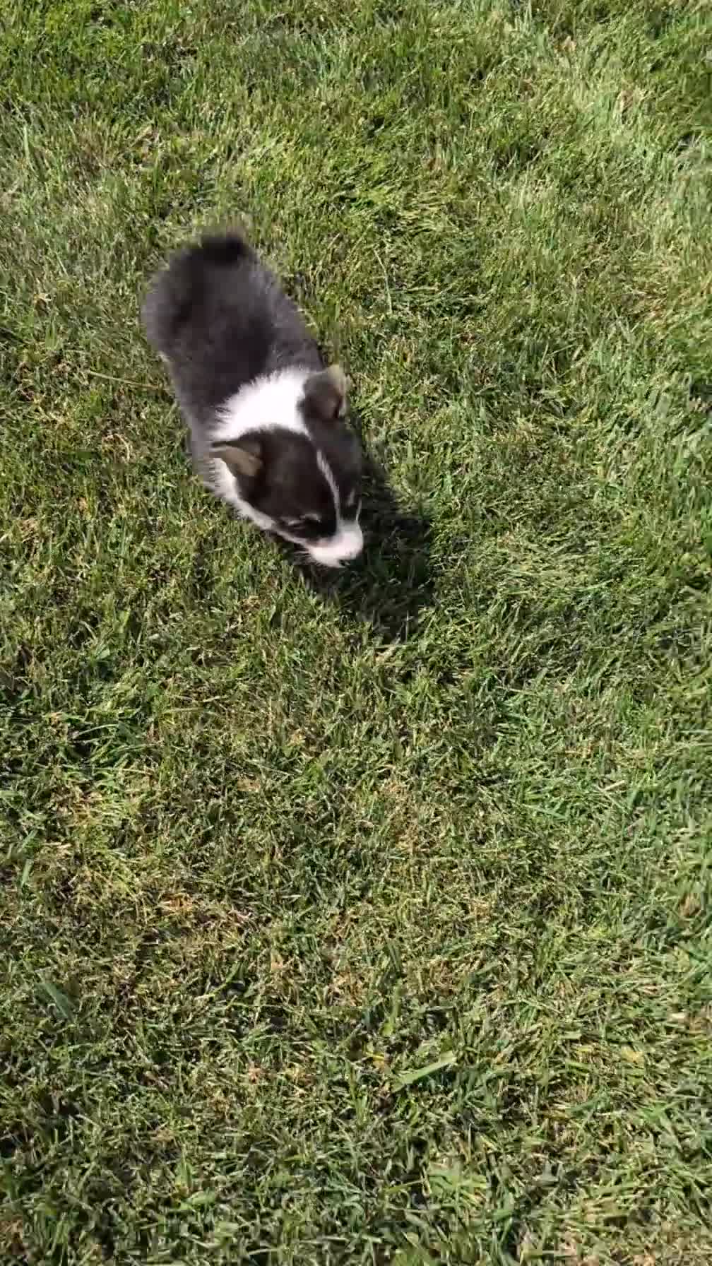 Welsh Corgi Pembroke dogs for sale: Lori - Video 1