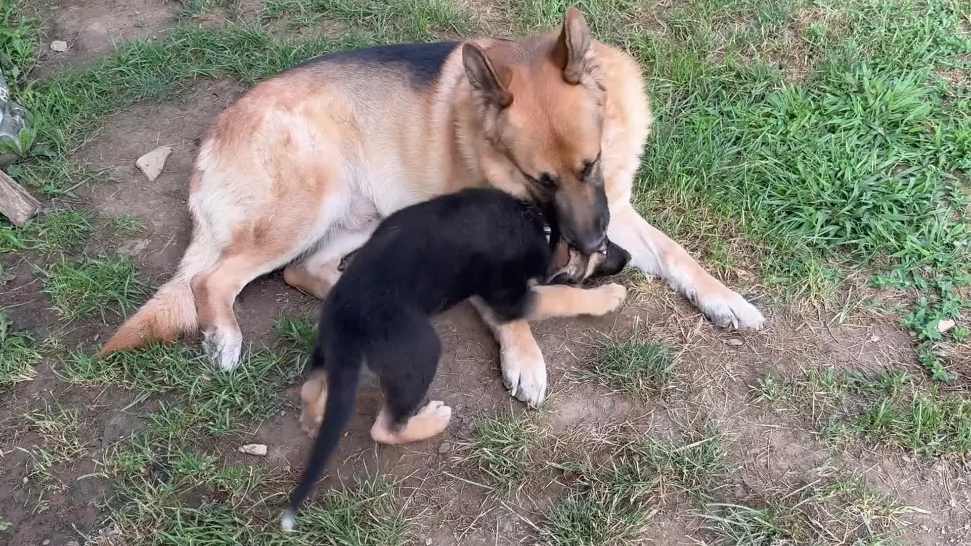 German Shepherd dogs for stud: Klaus - Video 1