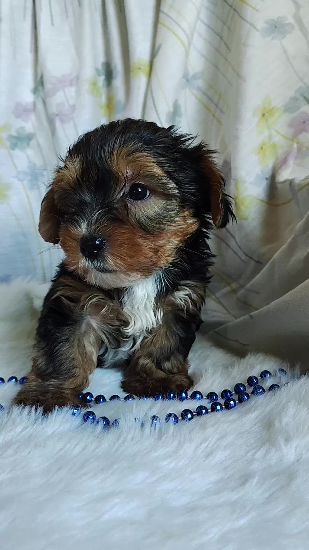 Yorkshire Terrier dogs for sale: Johnny - Video 1
