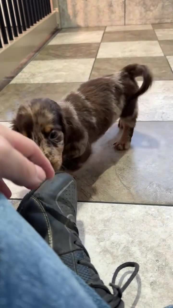 Miniature Dachshund dogs for sale: Logan - Video 1