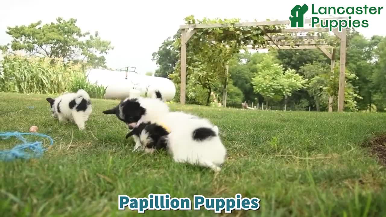 Papillon dogs for sale: Randol - Video 1