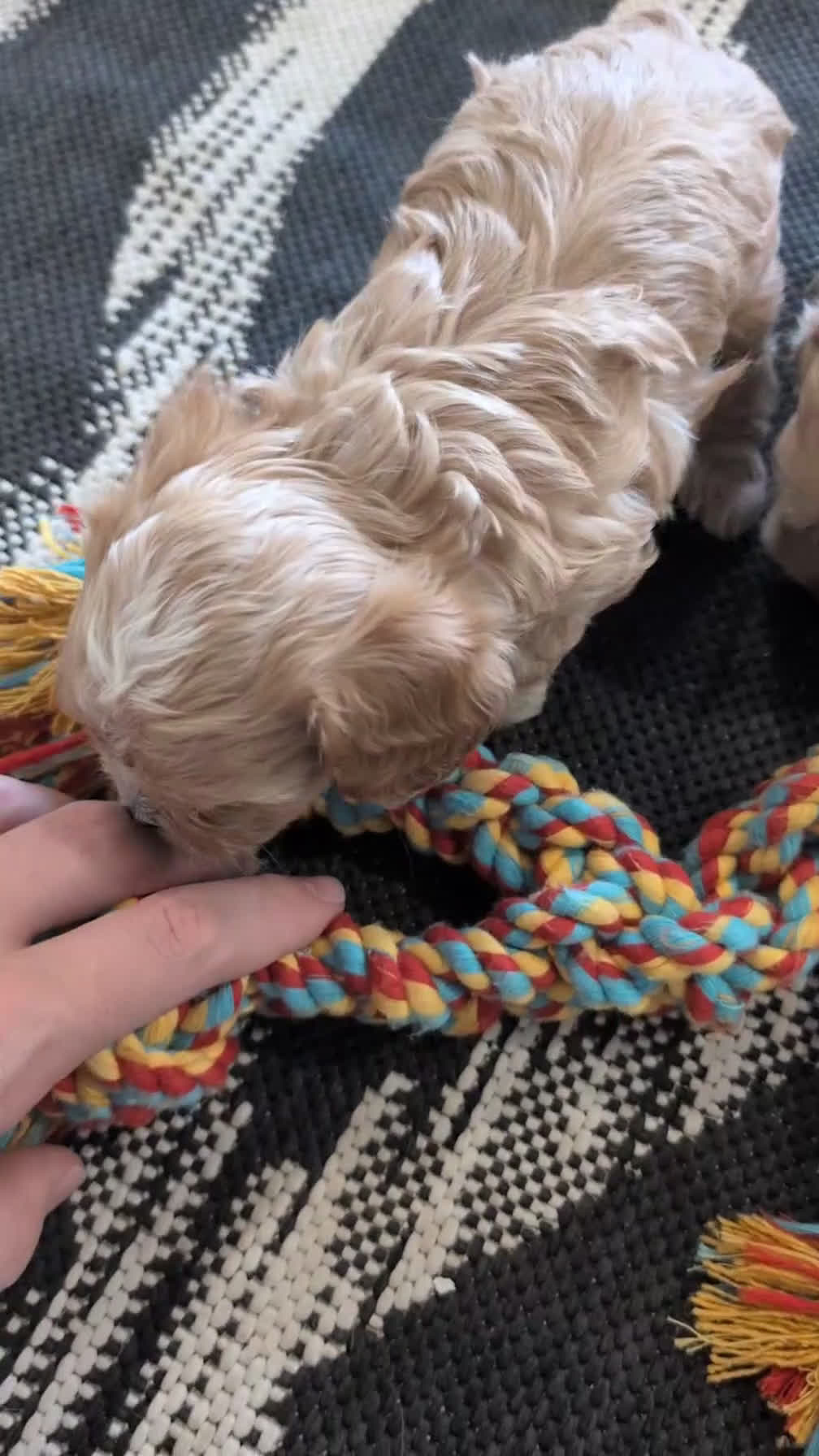 Cockapoo dogs for sale: Turbo - Video 1