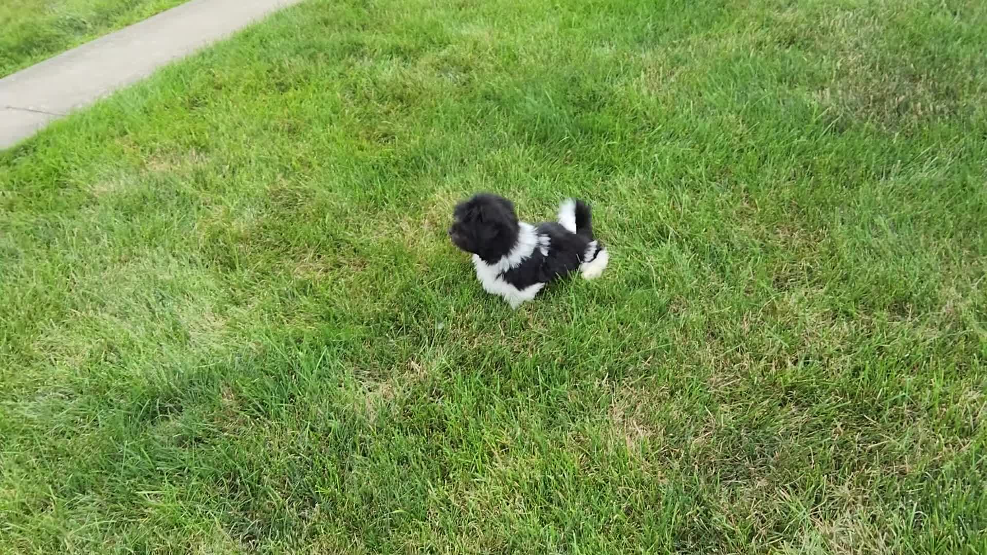 Havanese dogs for sale: Toby - Video 1