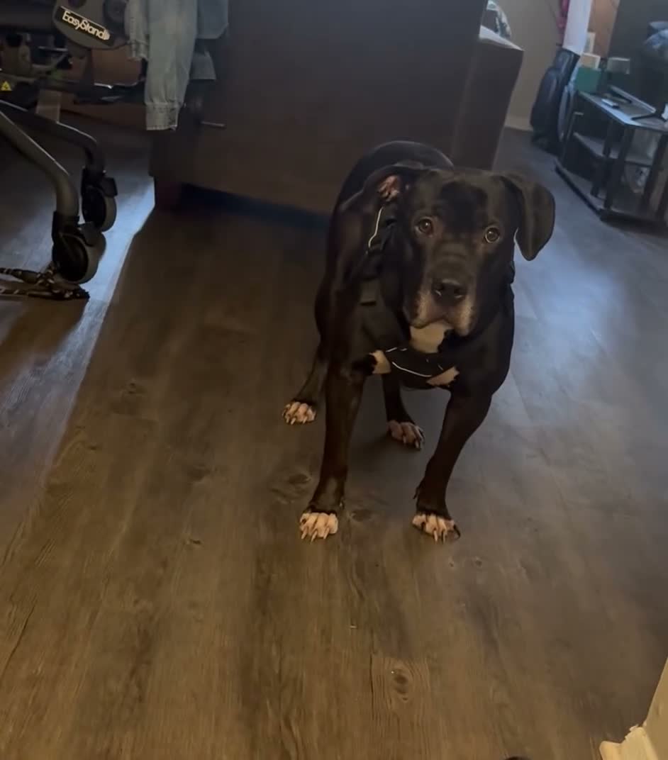 Mixed Breed dogs for sale: Mixed Breed 1 - Video 2