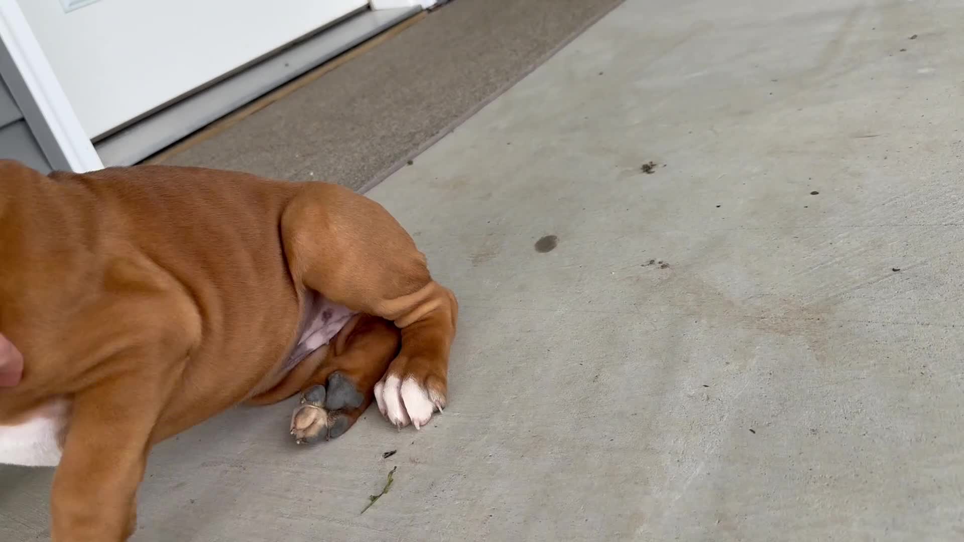 Boxer dogs for sale: Bethany - Video 1