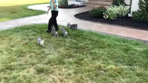 French Bulldog dogs for sale: Julie - Video 1