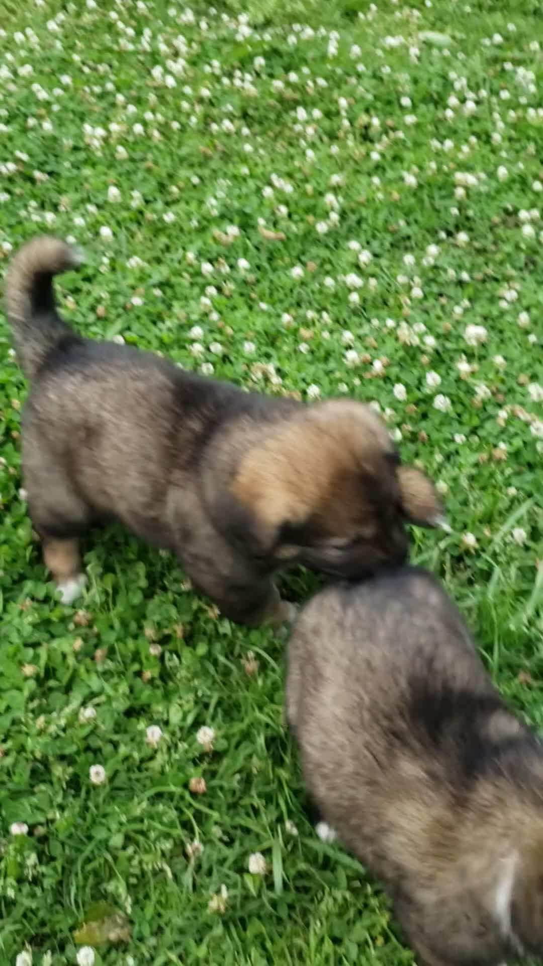 Caucasian Shepherd Dog dogs for sale: Caucasian Shepherd Dog Puppy 7 - Video 1