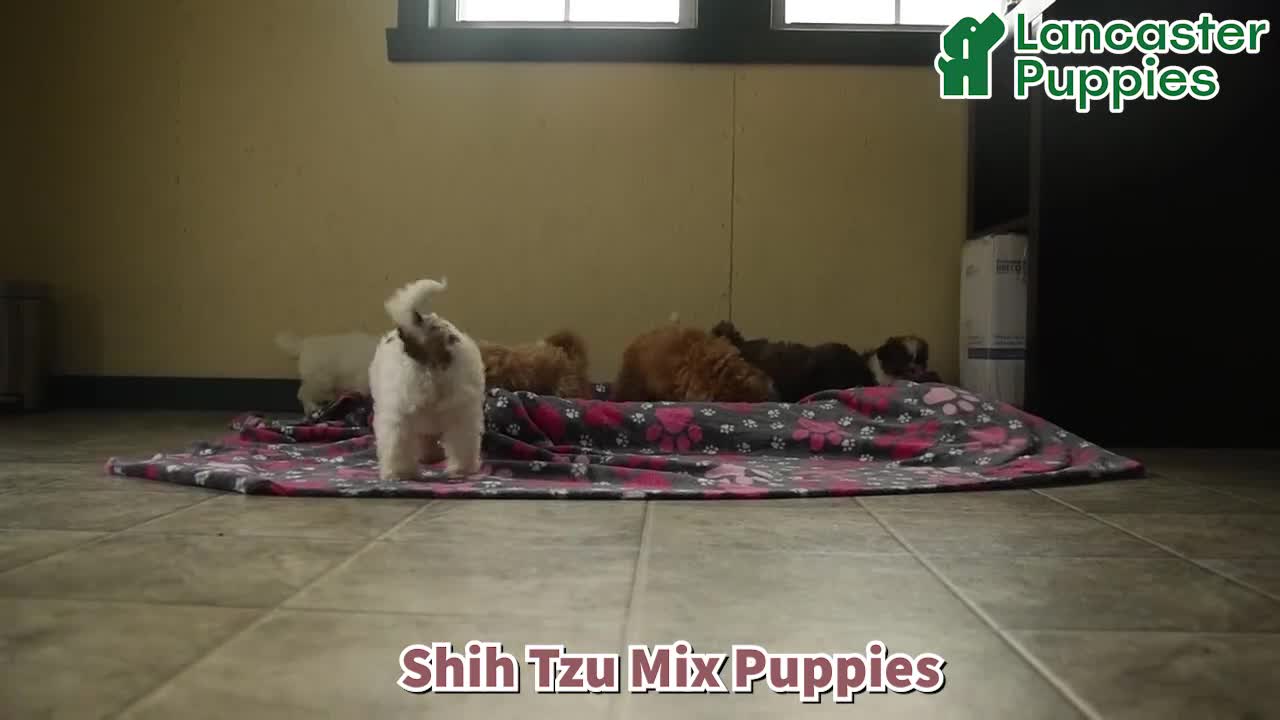 Mixed Breed dogs for sale: Uma - Video 1