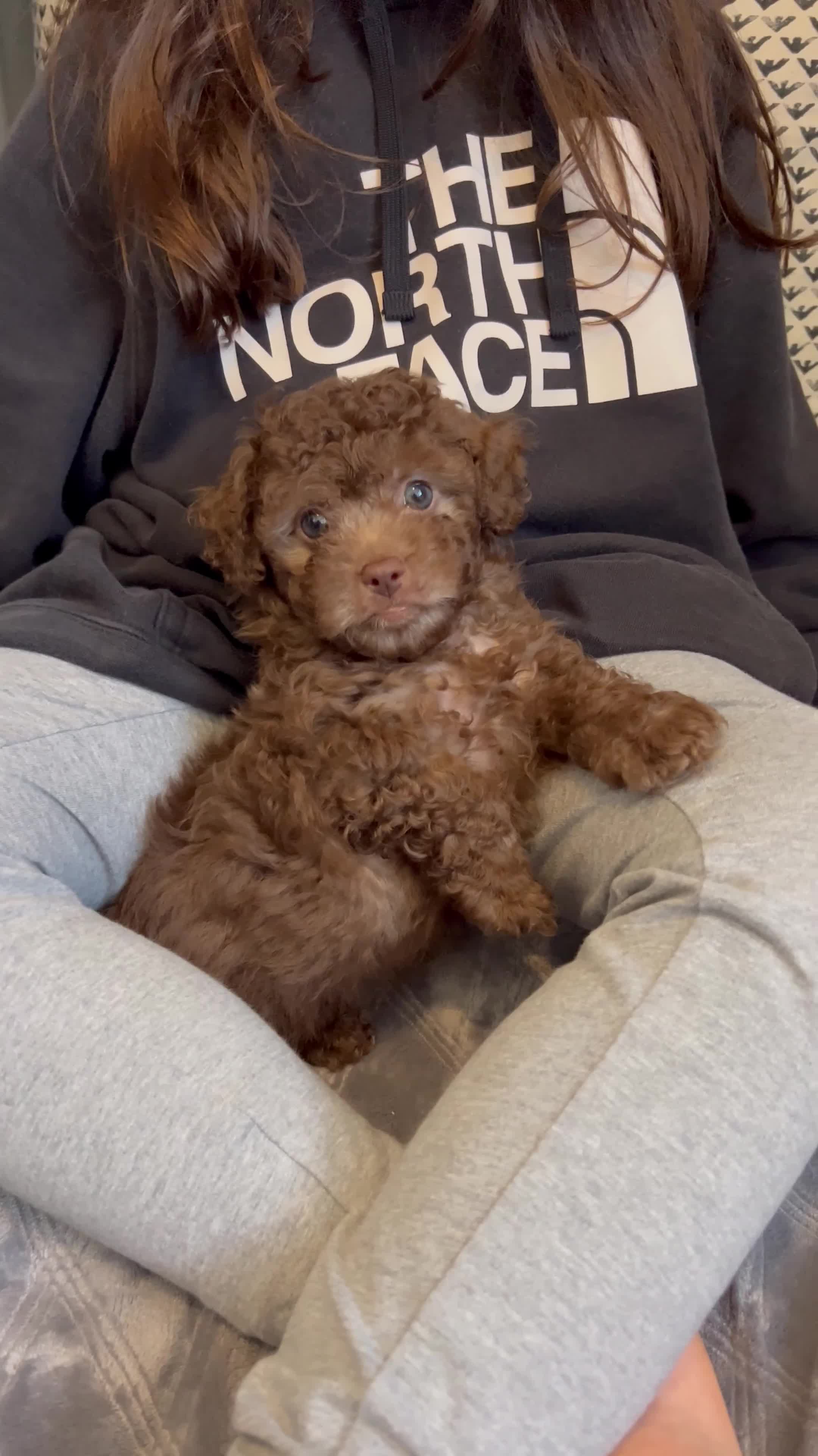 Toy Poodle dogs for sale: Baby Toy Poodle - Video 1