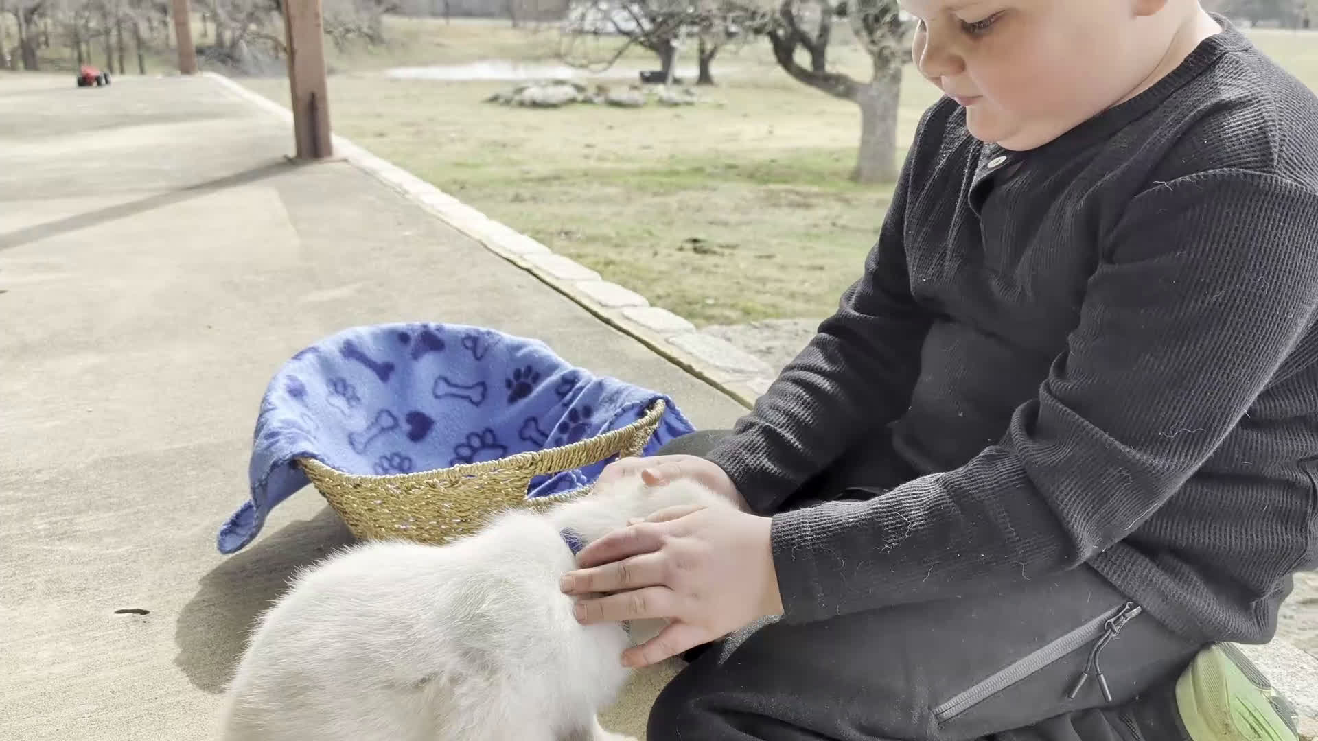 German Shepherd dogs for sale: Matty - Video 1