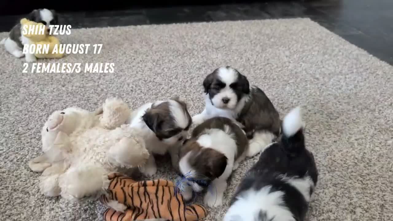 Shih Tzu dogs for sale: Kip - Video 2