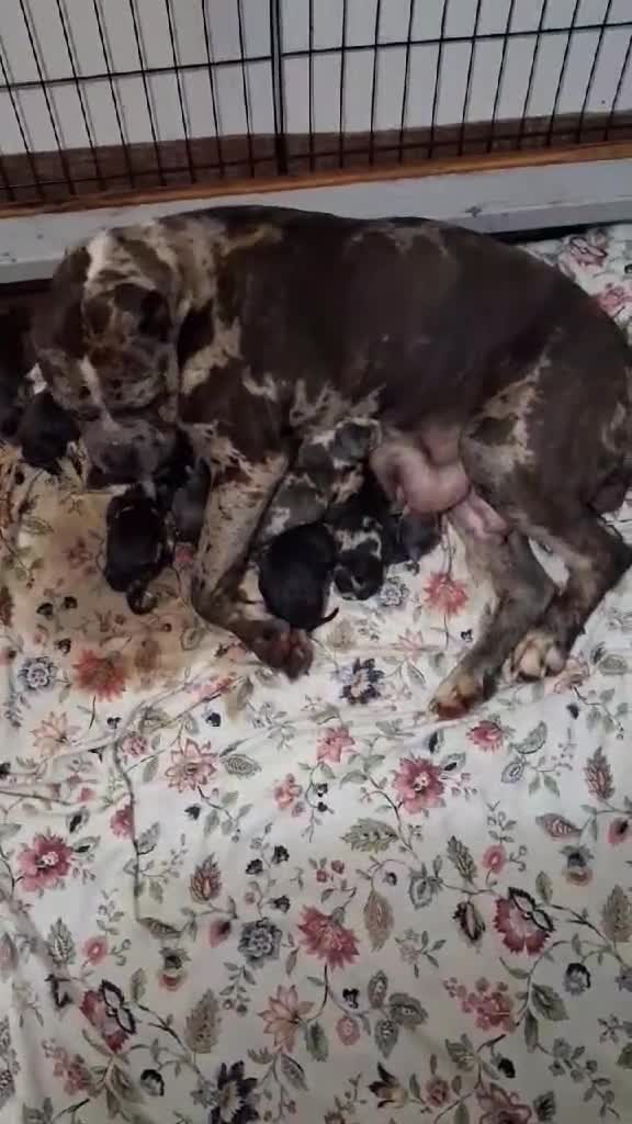 Cane Corso dogs for sale: Glacier - Video 1
