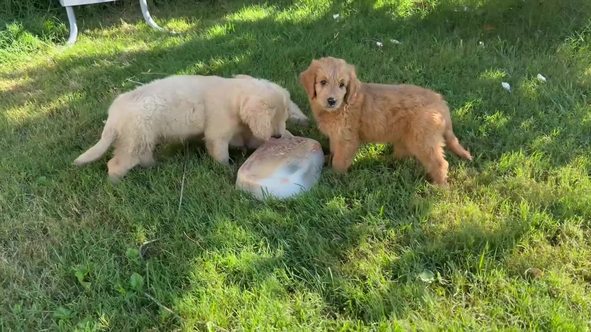 Mini Goldendoodle dogs for sale: Mini Goldendoodle BISCUIT  - Video 1