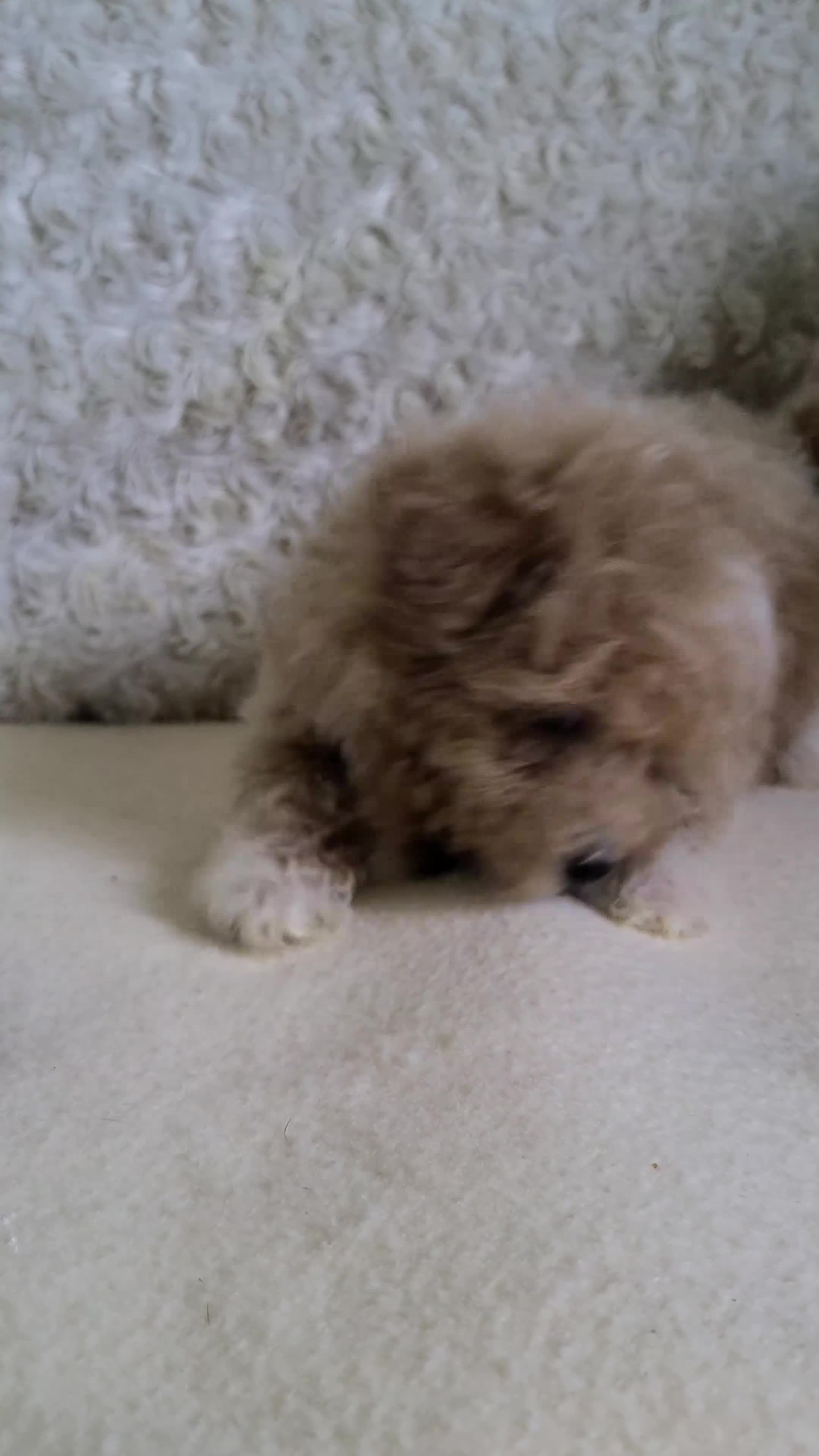 Bichpoo dogs for sale: Pluto - Video 1