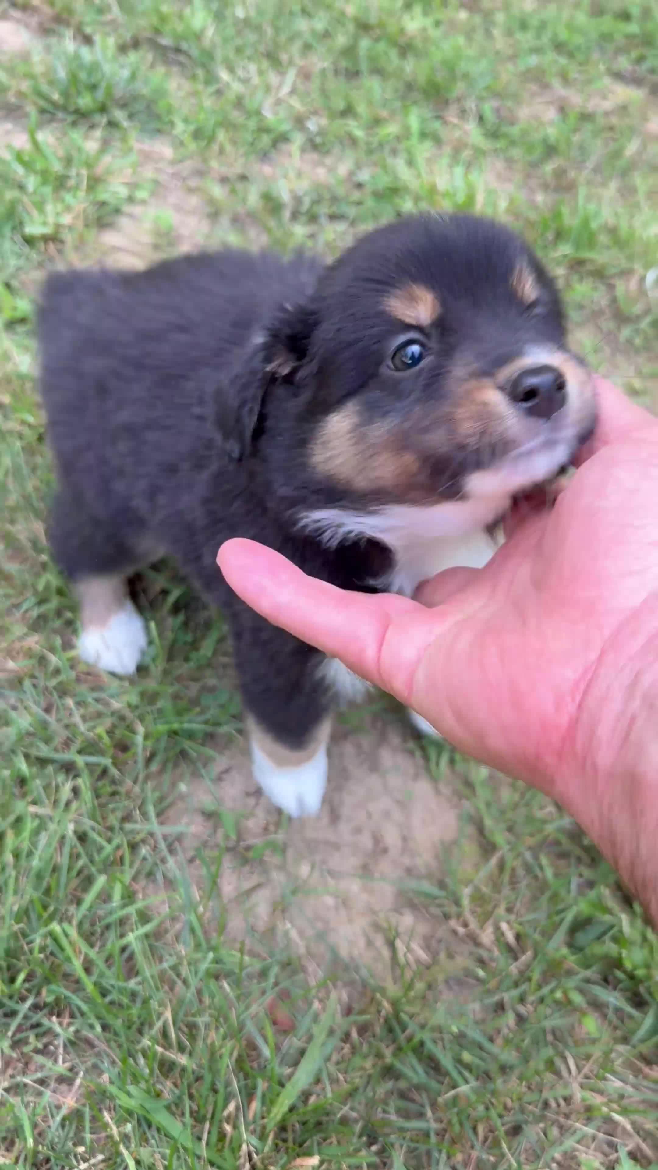 Australian Shepherd dogs for sale:  Bruno - Video 1