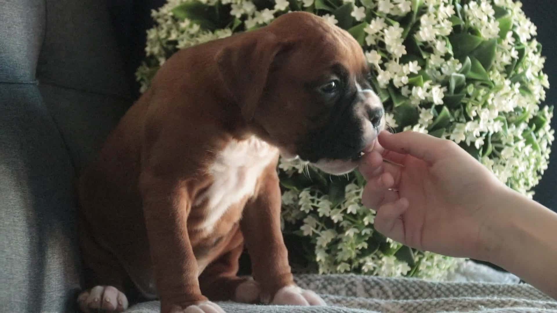 Boxer dogs for sale: Carrie - Video 2