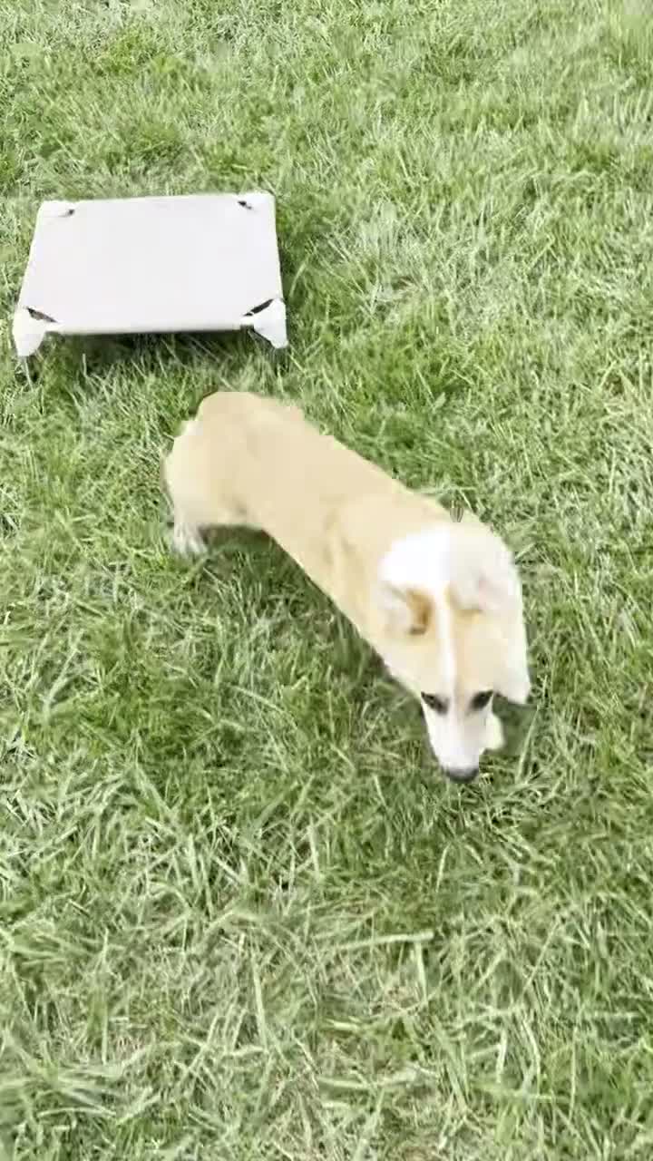 Welsh Corgi Pembroke dogs for sale: Johnny Welsh Corgi Pembroke Puppy leash and crate trained - Video 1